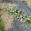 🐗イノシシ被害拡大…裏庭のユリ畑が全滅しました