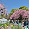 🌸本日の上野公園です😊