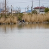 六番川遊水池（岡山県岡山）