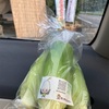 初めて気づいた、今が旬の白いとうもろこし朝採れR70707