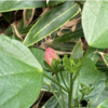 ハイビスカス　かろうじて越冬し開花