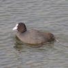 Fulica atra　オオバン