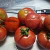 トマトが割れた割れた、仕方ない。