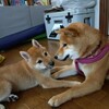 犬バカちゃんリン☆彡蕎麦屋の風鈴♪　ただいま成長中！！はるこちゃんは毎日変わるのよ☆彡