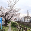  天神川沿いの隠れ花見スポット！天神川桜並木が満開🌸