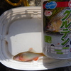 ゆかいな釣り仲間②