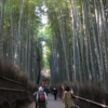 秋の嵐山　竹林の小径を歩く