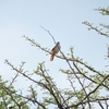 アフリカセッカ Rattling Cisticola