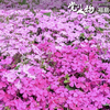 庭の桜草と水戸市内街宣とJA総代会