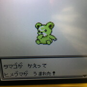 色違いポケモン紹介 Vc産ヒメグマ 自由に生きてあそblog