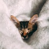ツインソウル　ー生命ー