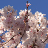 駅前の桜と赤福