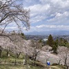 大法師公園の桜