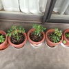 ベランダ菜園を始めてみました。初心者にやさしいミニトマトを植えてみます。