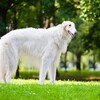 ペット用（ジビエ）ジャーキーの売り方を考えた