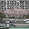 東京は花曇・・・お花見日和です。
