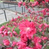 古河公方公園　さんぽ②