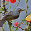 ボケの花にヒヨドリが !!