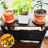セリアで買った『ひのきのぼう』で観葉植物用の小さな棚をDIY！