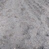 ジャガイモが狙われている！