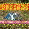 山の中に捨てられて網の中で泣いて助けを呼んでいた子猫を保護