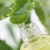Amazing Benefits of Aloe Vera for Skin, Hair and Health