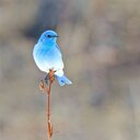 星からの贈りもの～幸せの大詰め