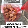 冷凍柿　フリージアを植える