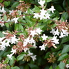 アベリア（Abelia）の白い花から吸蜜するクマバチ