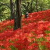 彼岸花の里へ