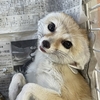 パインちゃん　その後