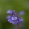 lensbaby Velvet56は、果たして一粒で三度おいしいレンズなのか？【後編】