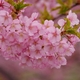 蝶屋桜の名所づくり「河津さくら」