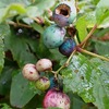 10月三回目の教室　秋めく森