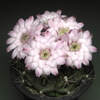 ギムノカリキウム属交配種の花