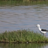 セイタカシギ Black-winged Stilt