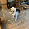 領地没収