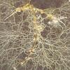 樹木の菌根