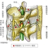 腰痛症について