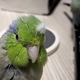 今週の🐦もぐまめ㉖ #インコ