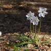 ハナニラ　ベツレヘムの星　The Star of Bethlehem