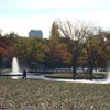 代々木公園はこれから紅葉のピークかな