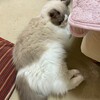 おもちゃ遊びのあと、たくさん追いかけっこして遊んだふくちゃん