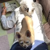 愛犬と一泊旅行　おまけ