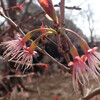 桜とりどり