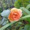 言うほどでもないけど夏バラ咲いてます
