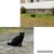外猫くー