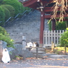 秋の護国寺・富士塚とぬこいり