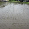 田植えの後の田の風景