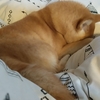 眠いよ～、だよ